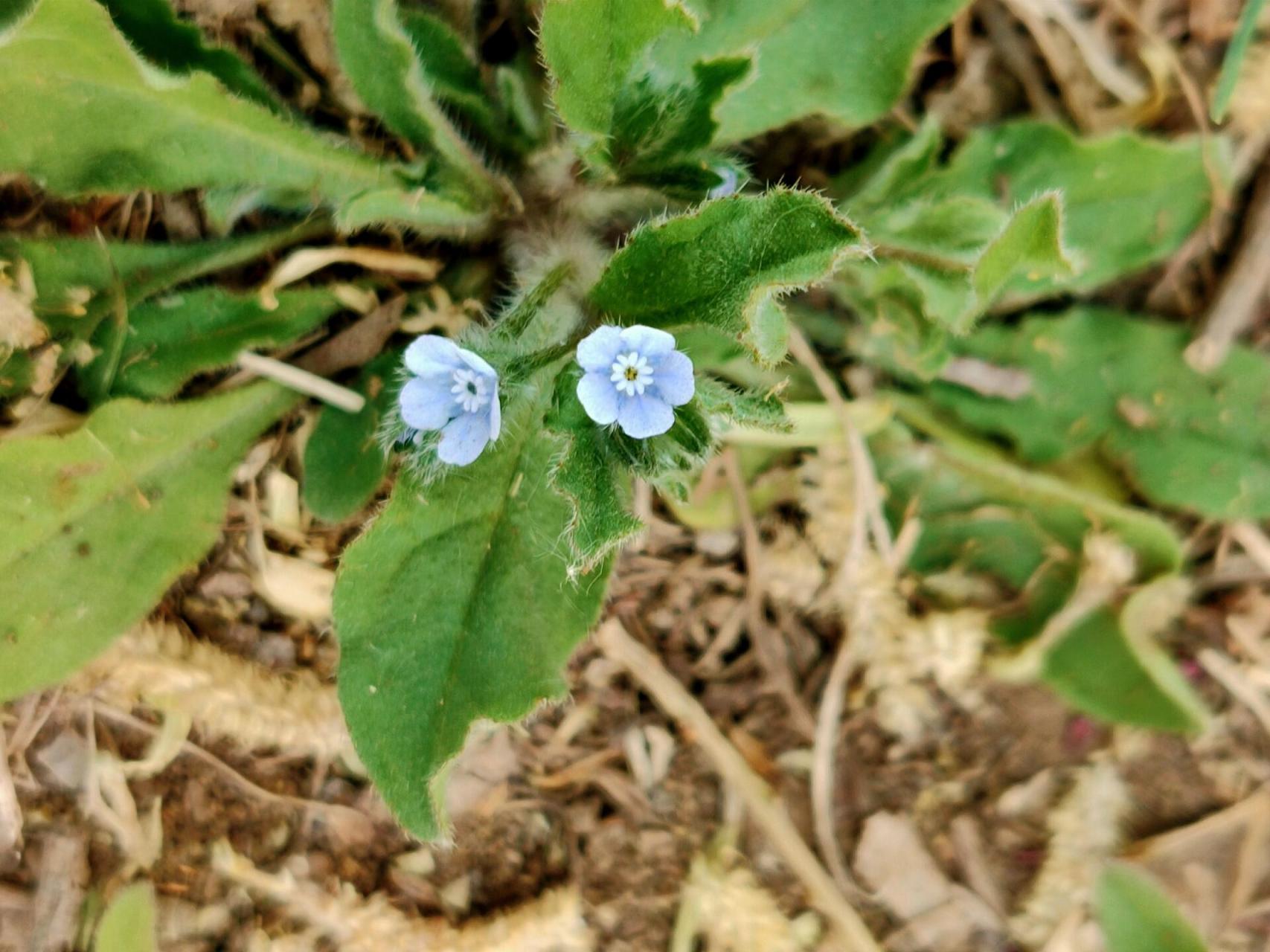 附地菜的小蓝花要放大了,还经常拍糊,这几种小花