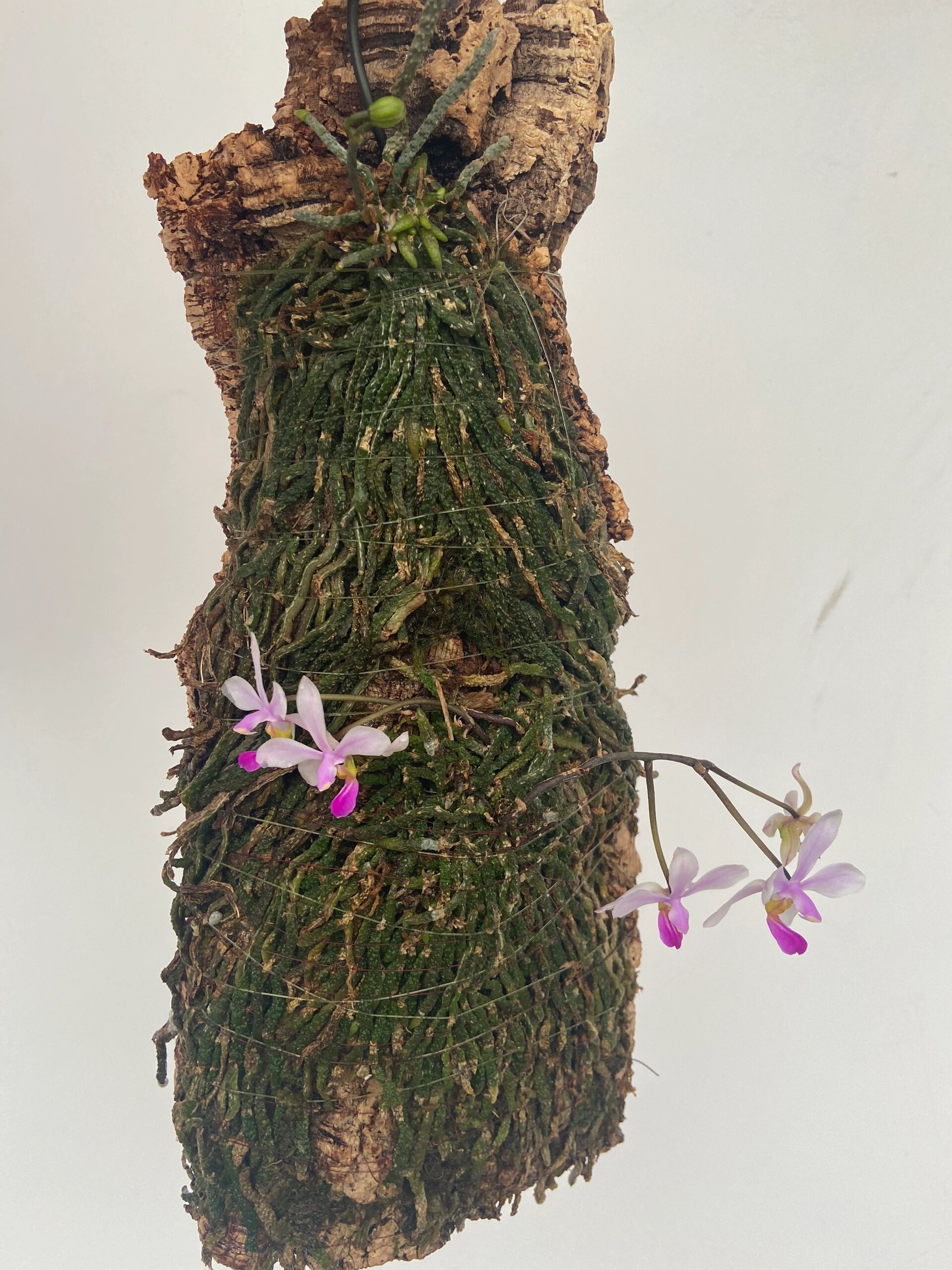 红河大花蝴蝶兰成长记录