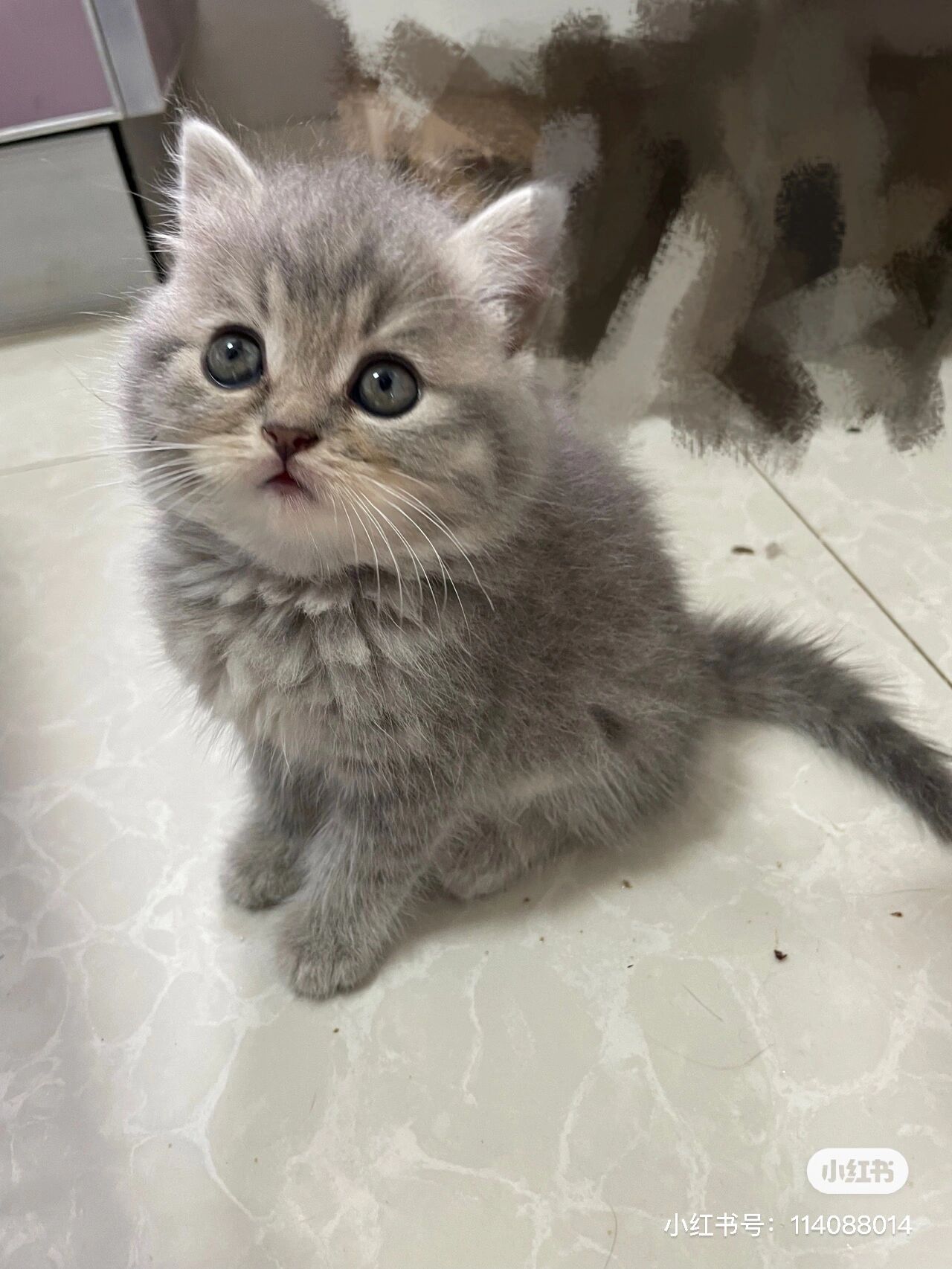 端午色英短 端午色英短哦,不是虎斑!