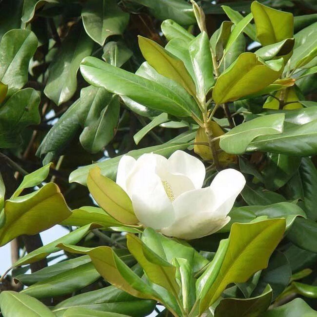 每日一花一草(广玉兰) 广玉兰叶厚有光泽,花大而香,树姿雄伟壮丽,为