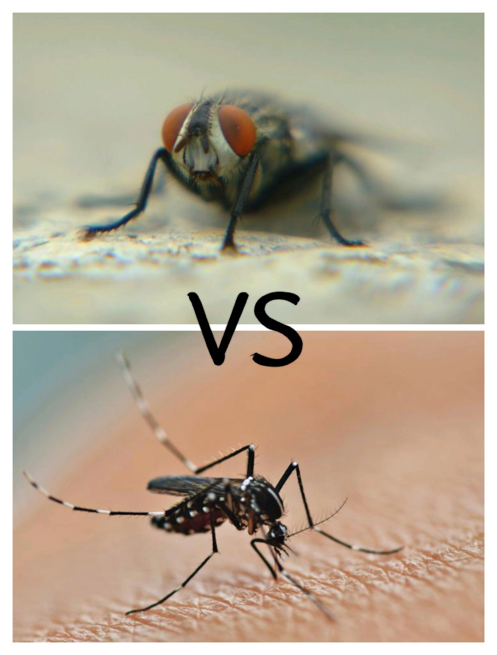 北方的苍蝇vs南方的蚊子 在我看到北方院子的苍蝇和南方洗澡房的蚊子