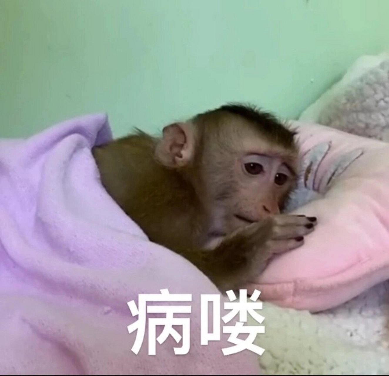 生病表情包9615 呜呜呜呜呜呜呜我真的要哭死 病喽!