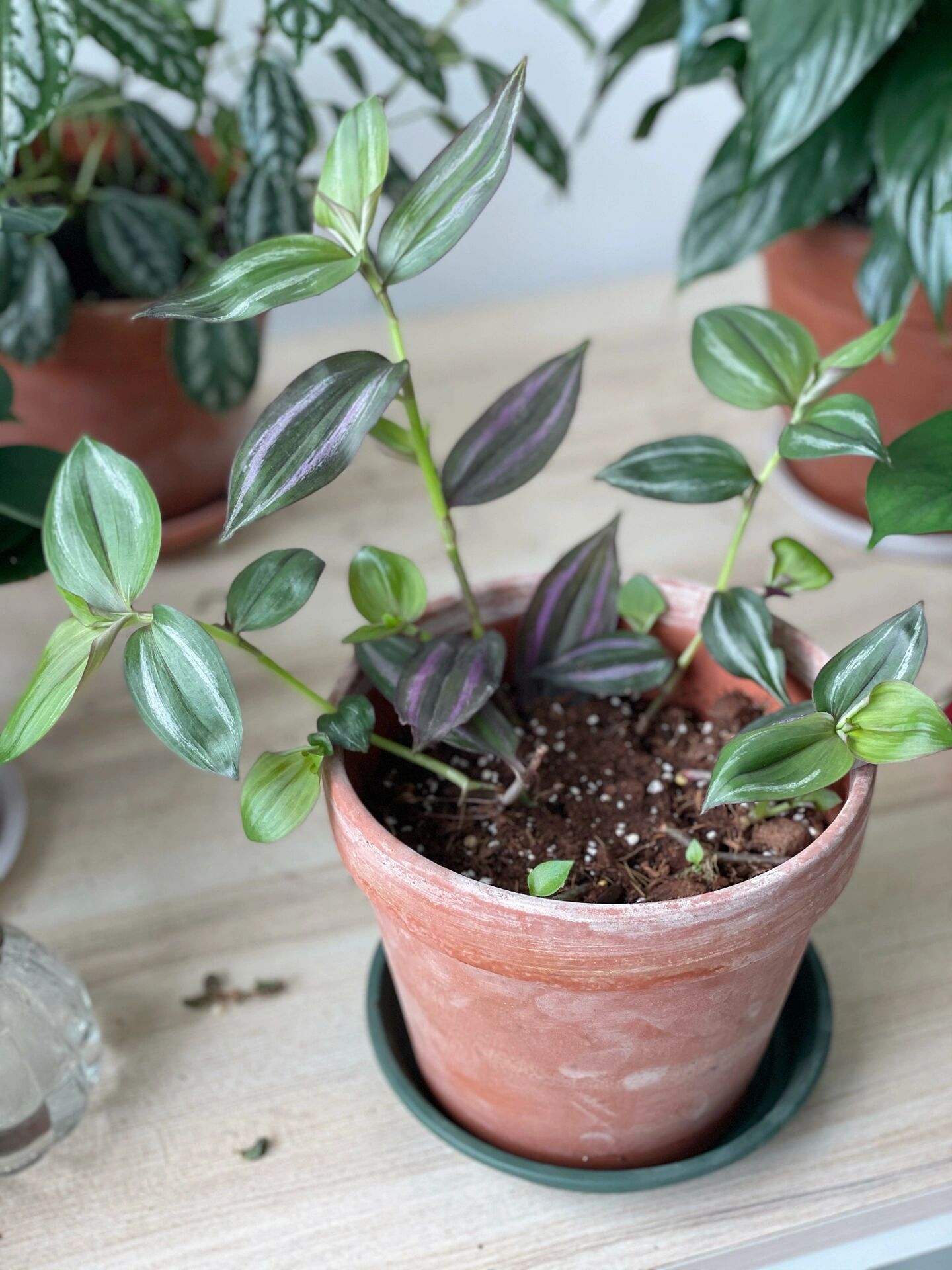 一学就会的水培扦插吊竹梅 今天一起来学习水培扦插吊竹梅 一款适合