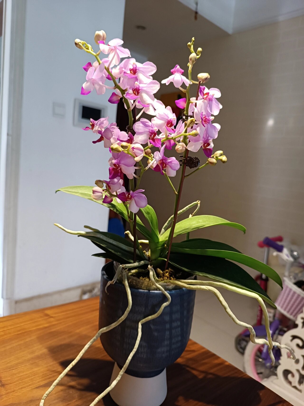 带香味的小粉蝶,可爱迷你小花