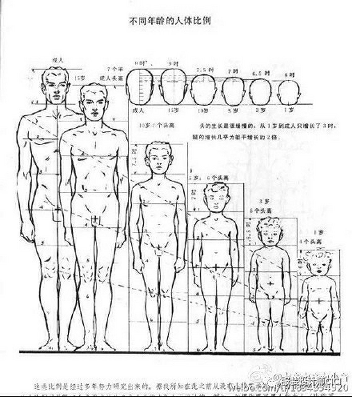 男生人物结构图图片