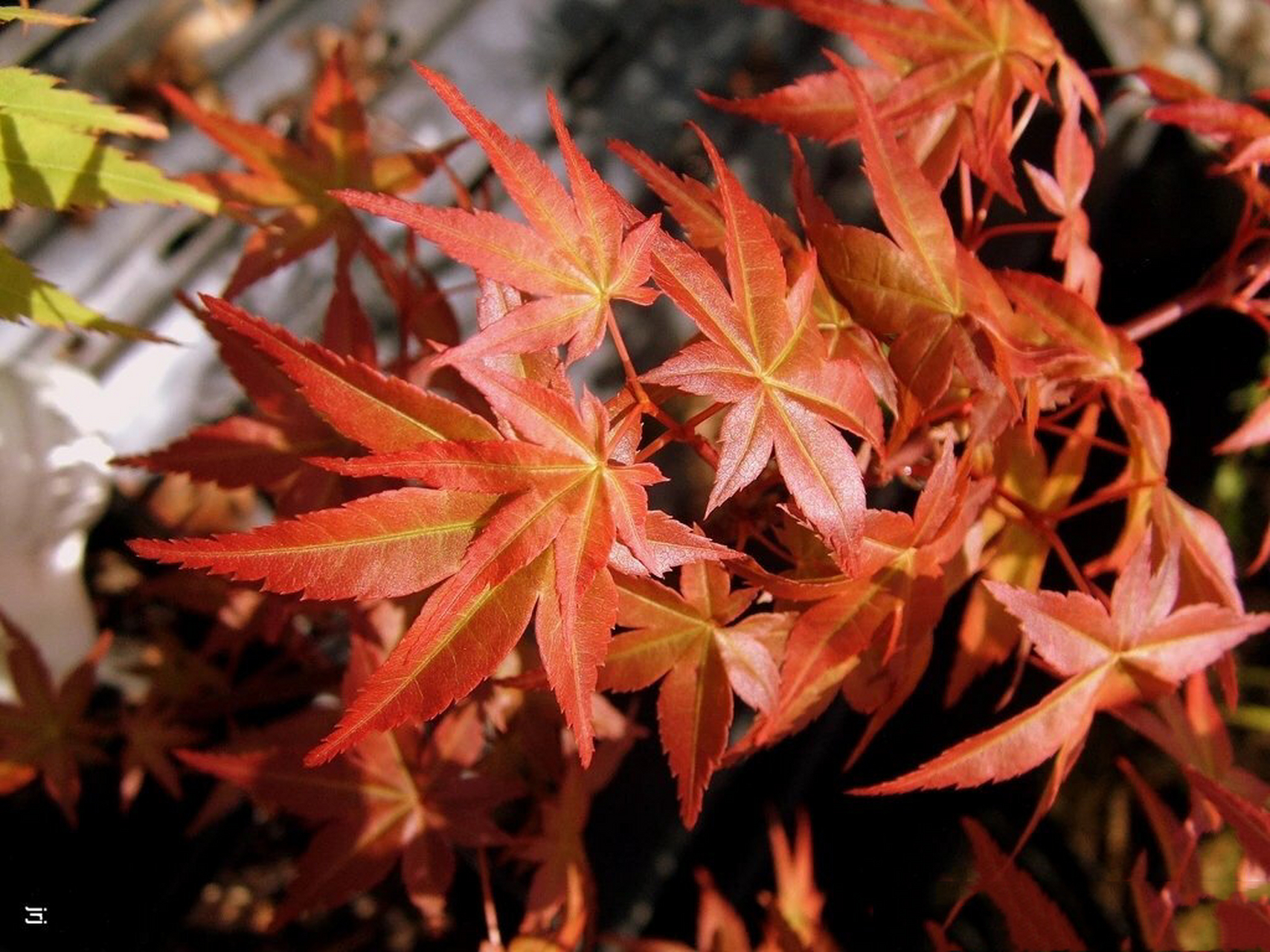 每天认识一种枫树-红舞姬 红舞姬 acer palmatum beni-maiko,非常
