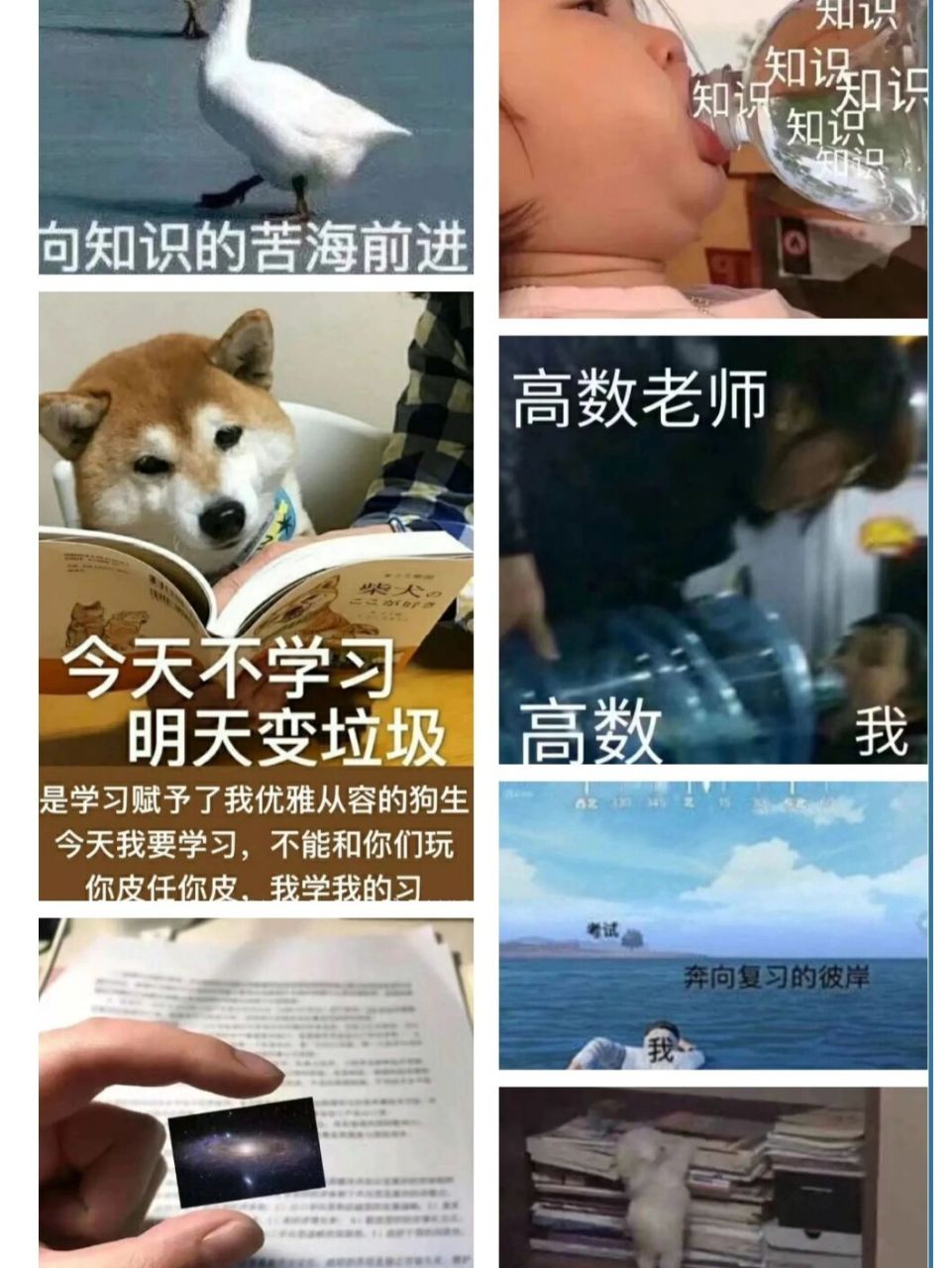 考试周复习周必备表情包·我学不完了