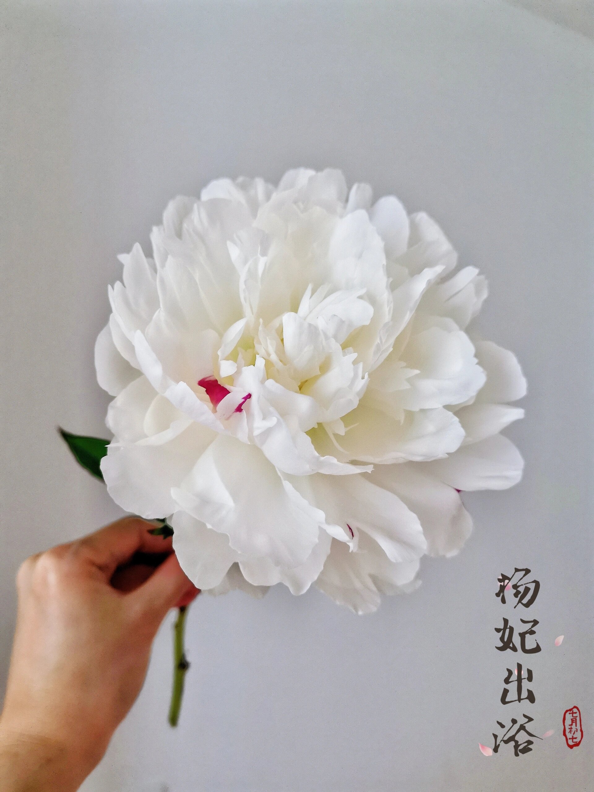 每周一花——杨妃出浴 芍药季尾声,以一束"杨妃出浴",完美收官