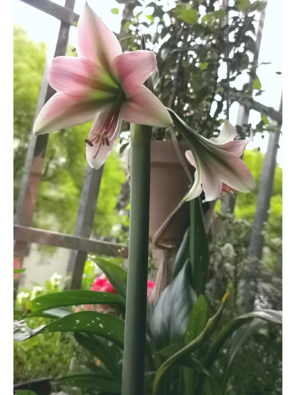 朱顶红——迷雾 这款朱顶红花型看着就跟铁炮百合一样,不看球根,就是