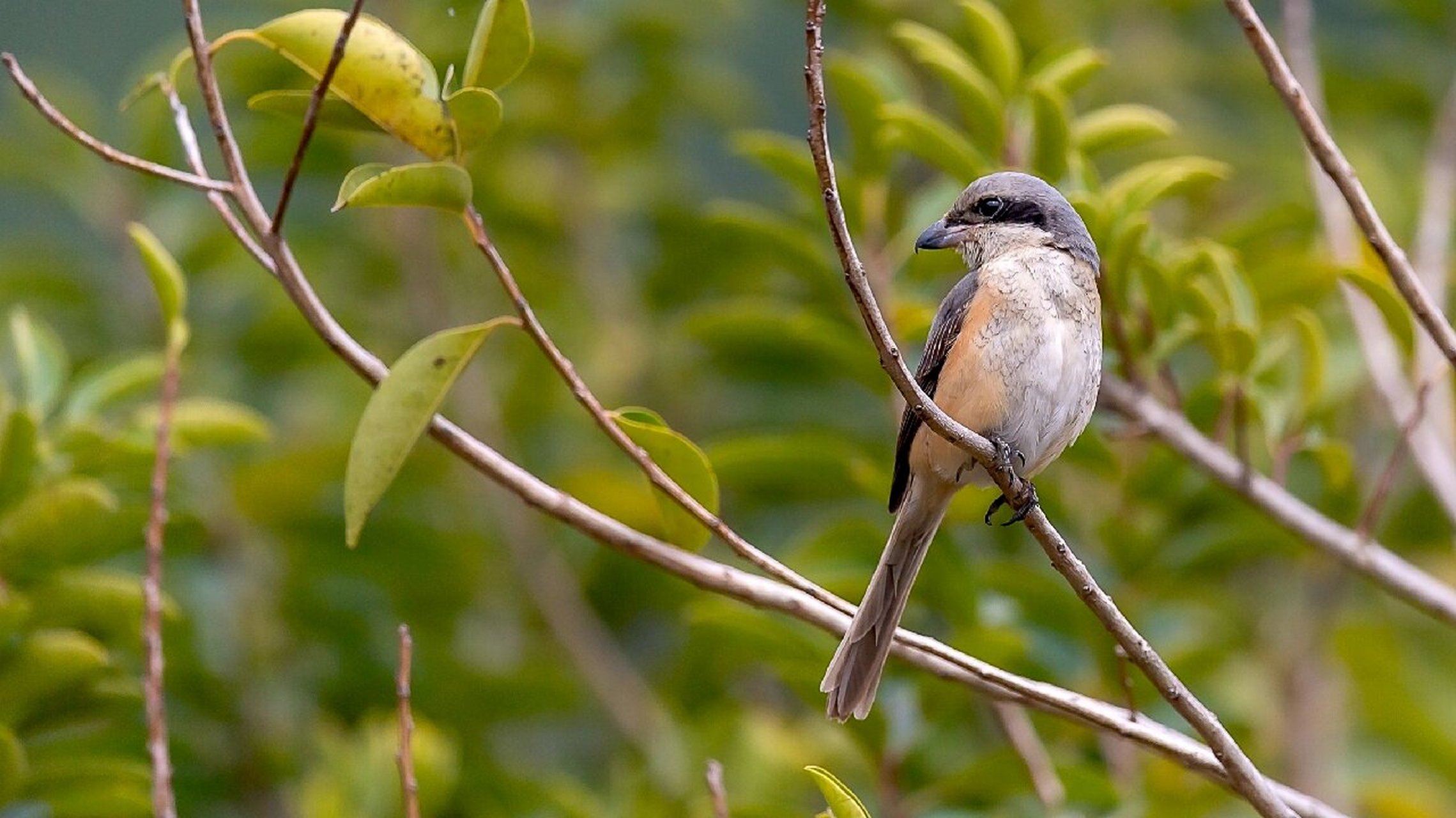 灰背伯劳 灰背伯劳(学名:lanius tephronotus)为伯劳科伯劳属的鸟类