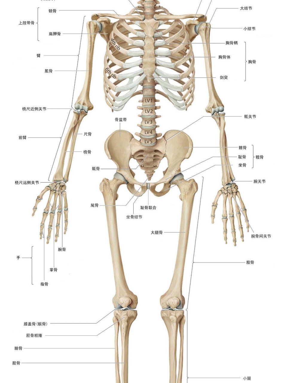 高清人体骨骼全图 瑜伽解剖必用 高清人体骨骼全图 瑜伽解剖必用