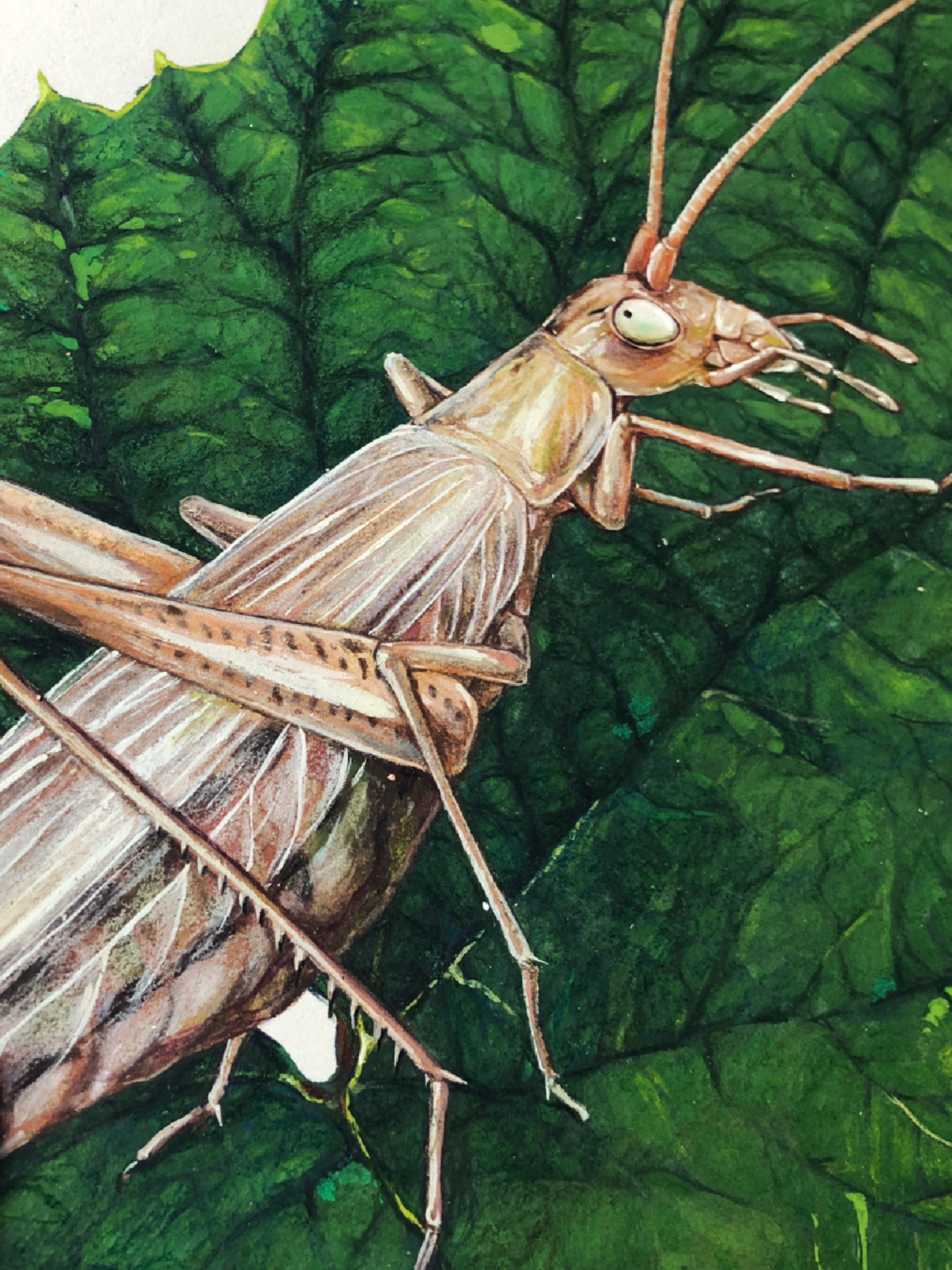 原创插画|昆虫记|蟋蟀🦗蝗虫🦗绿蝈蝈