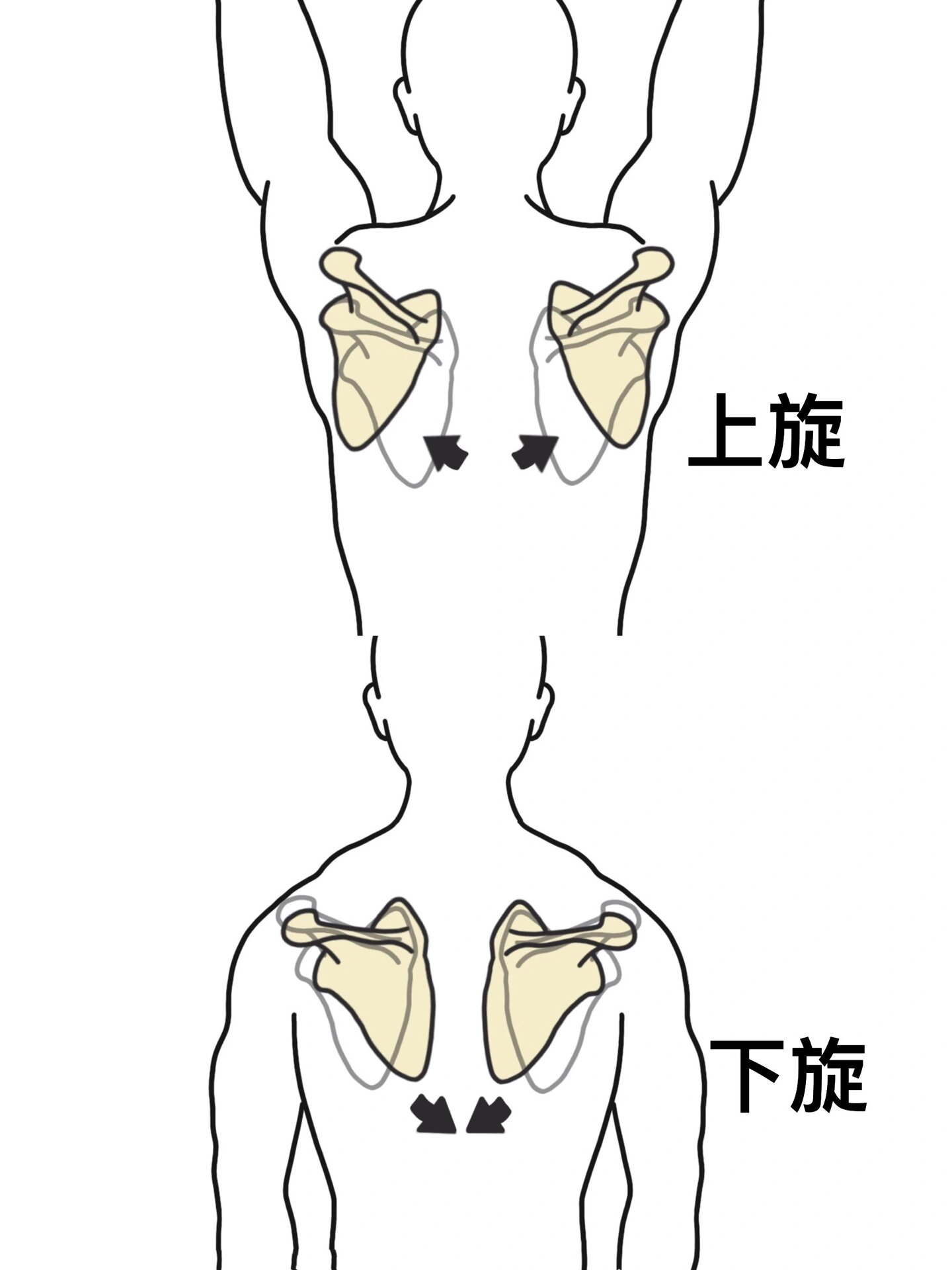 收藏笔记|肩胛骨六个运动形式的肌肉群 肩胛带由肩胛骨和锁骨所构成