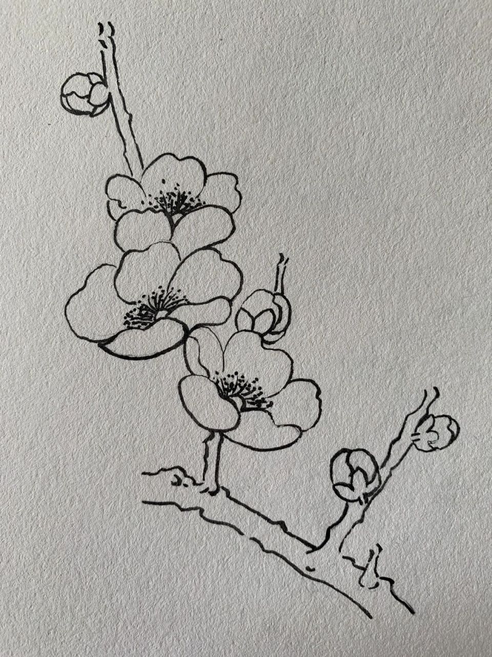 梅花花瓣画法 铅笔画图片