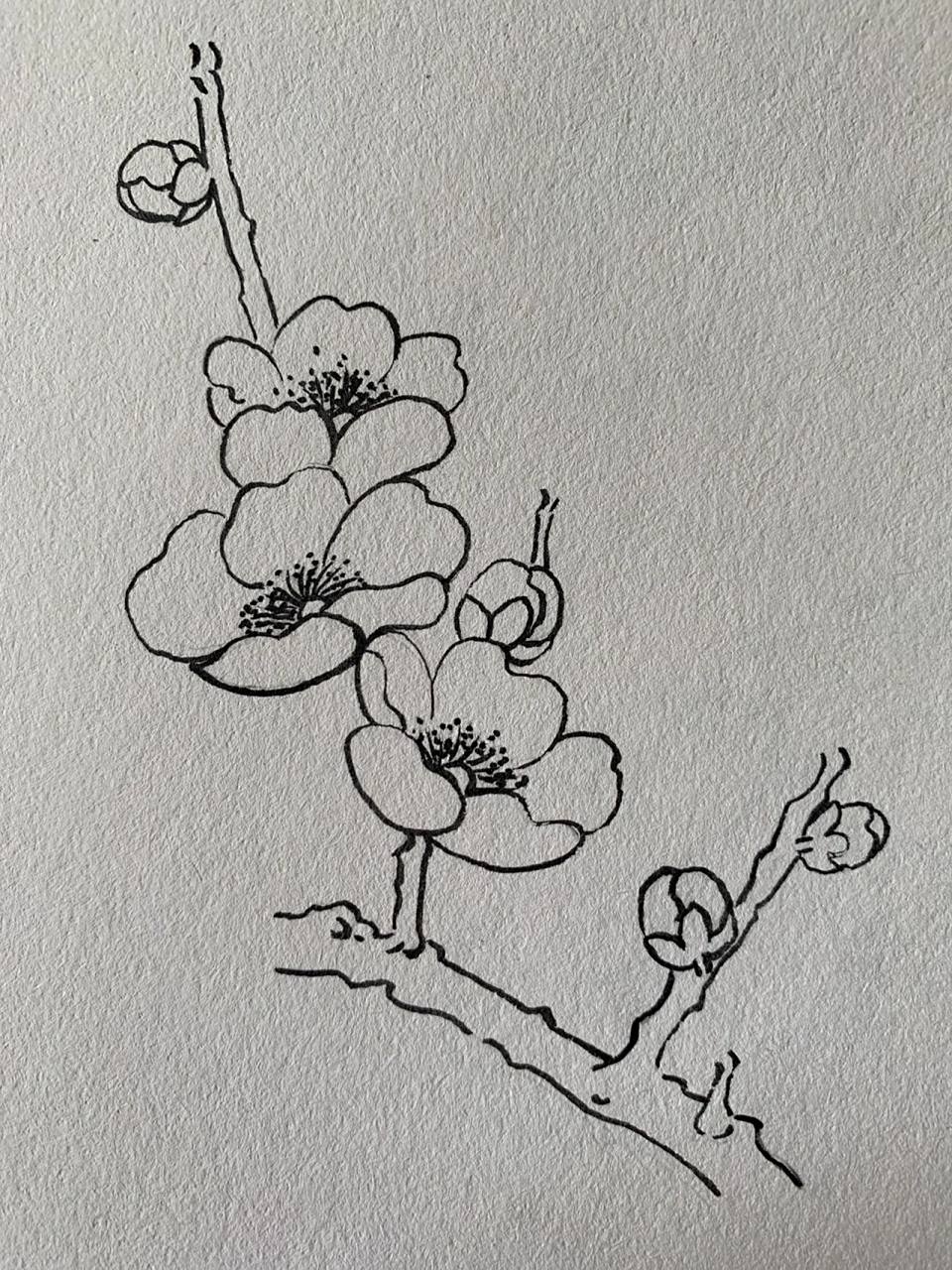白描花卉|梅花花枝  部分梅花,花枝白描,参考白描书籍