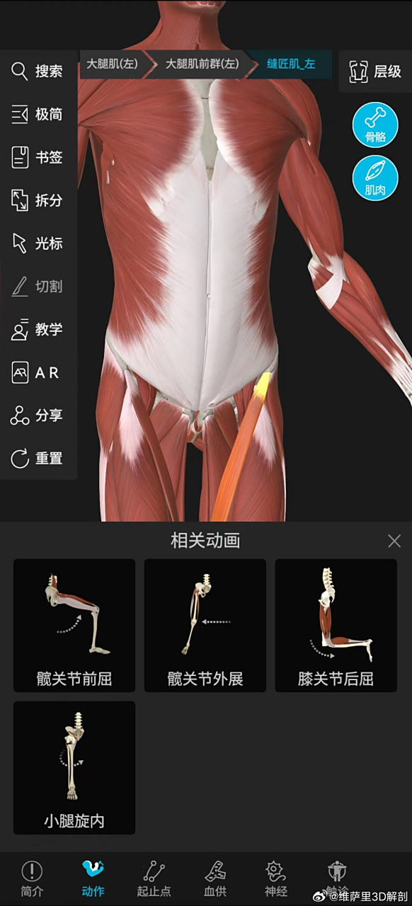 人体最长的肌肉:缝匠肌  #考研西综306##齐齐哈尔医学院##济宁医学院