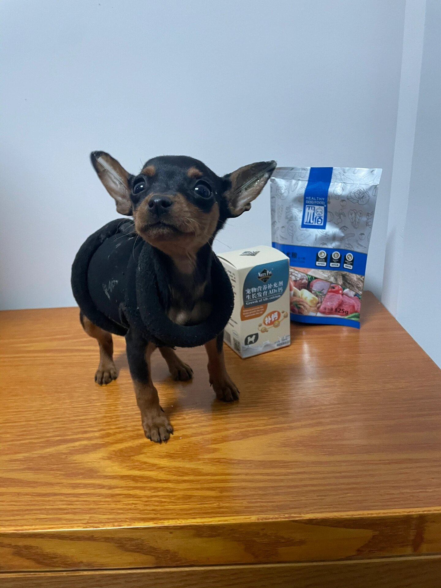 小鹿犬立耳必备|钙片