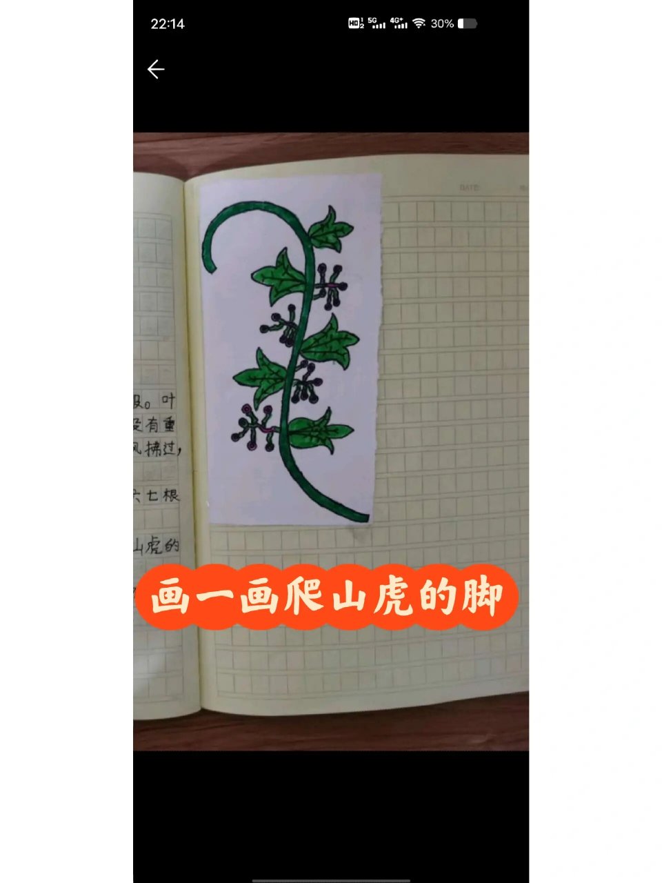 画一画爬山虎的脚