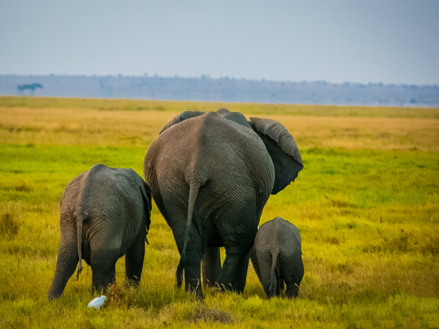 非洲象的象牙外露更明显; 5.非洲象前脚