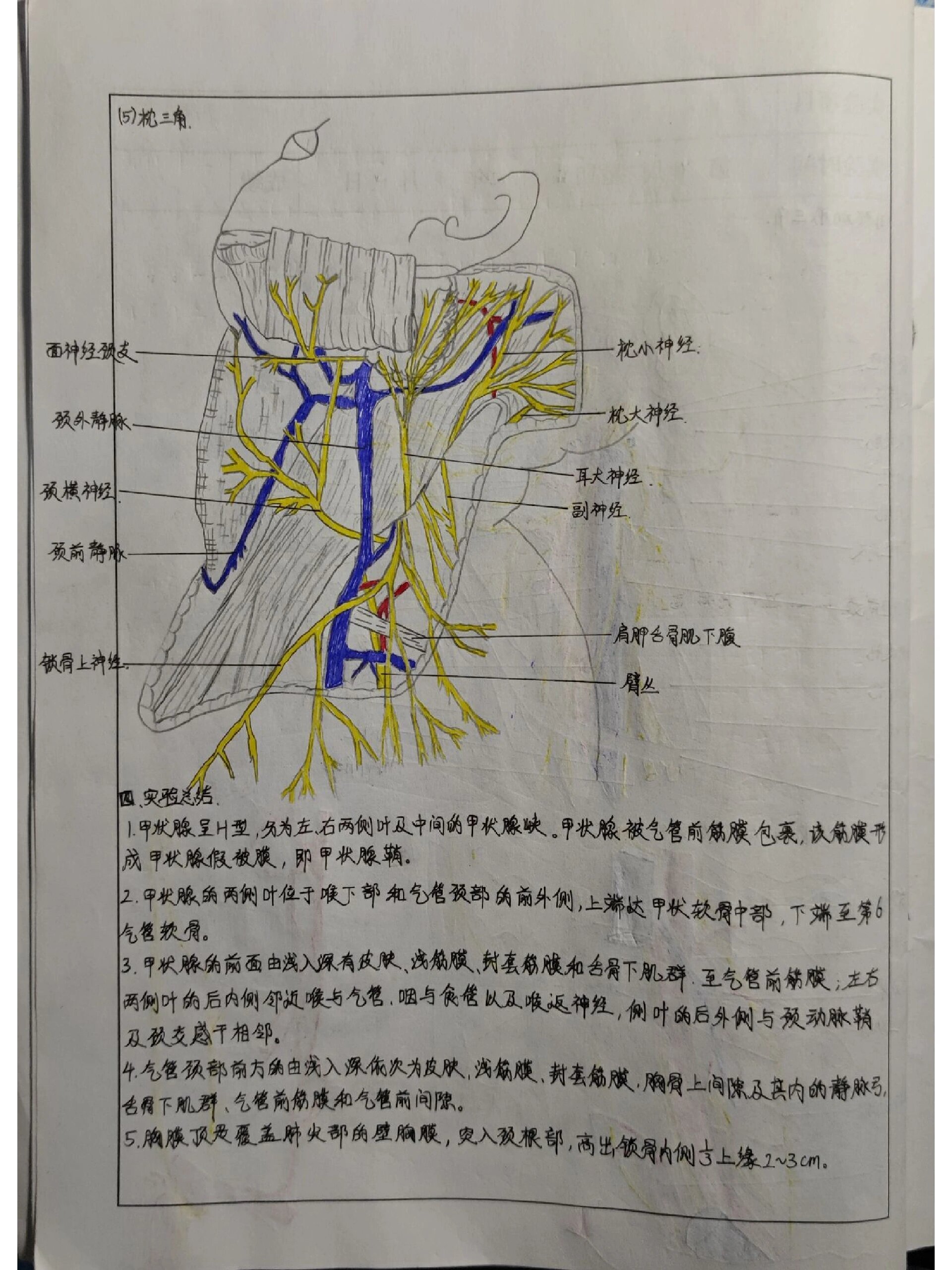 解剖学绘图 ①颈动脉三角, ②枕三角 , ③颈部分区, ④颈筋膜与筋膜