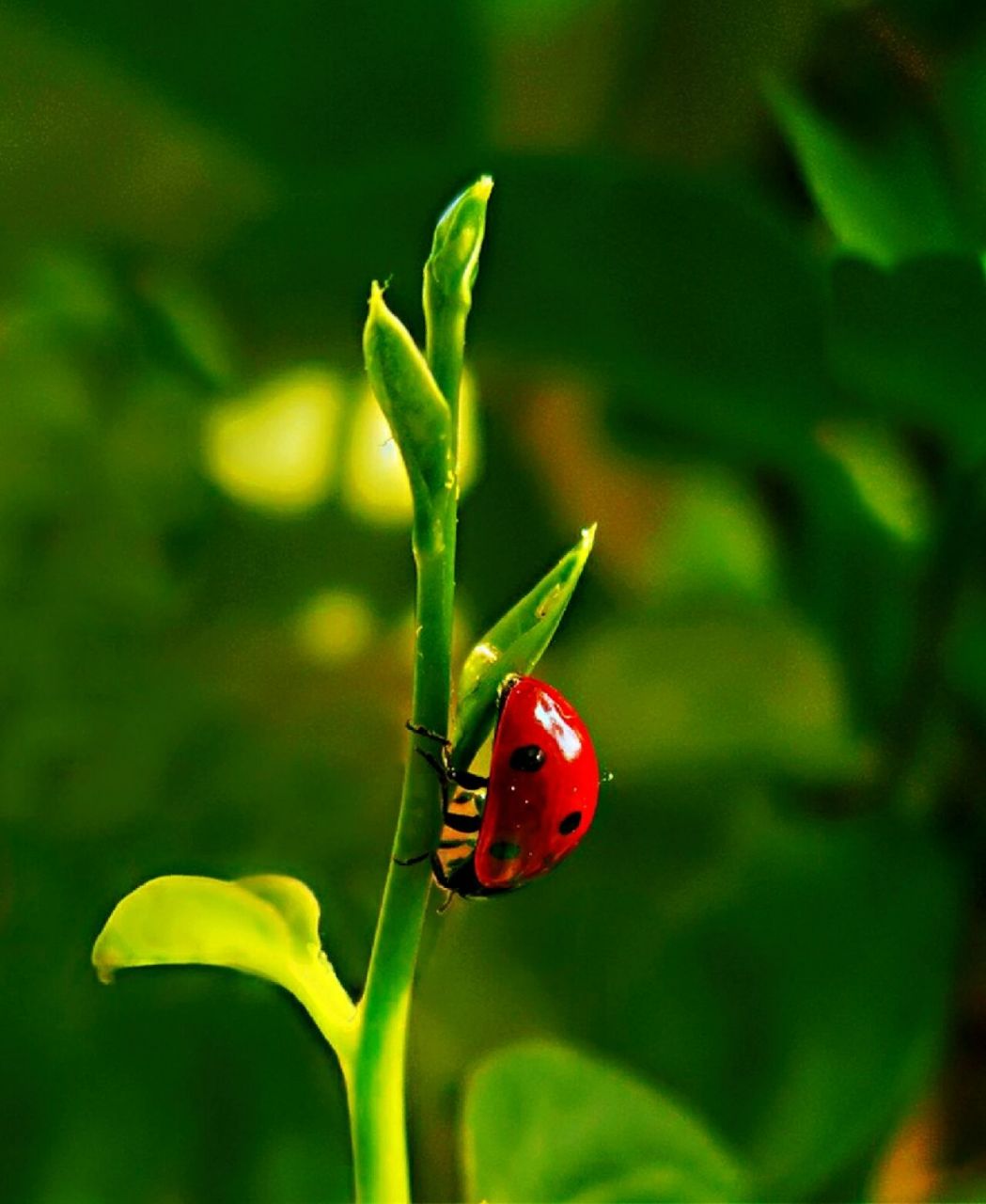 七星瓢虫,俗名"花大姐".