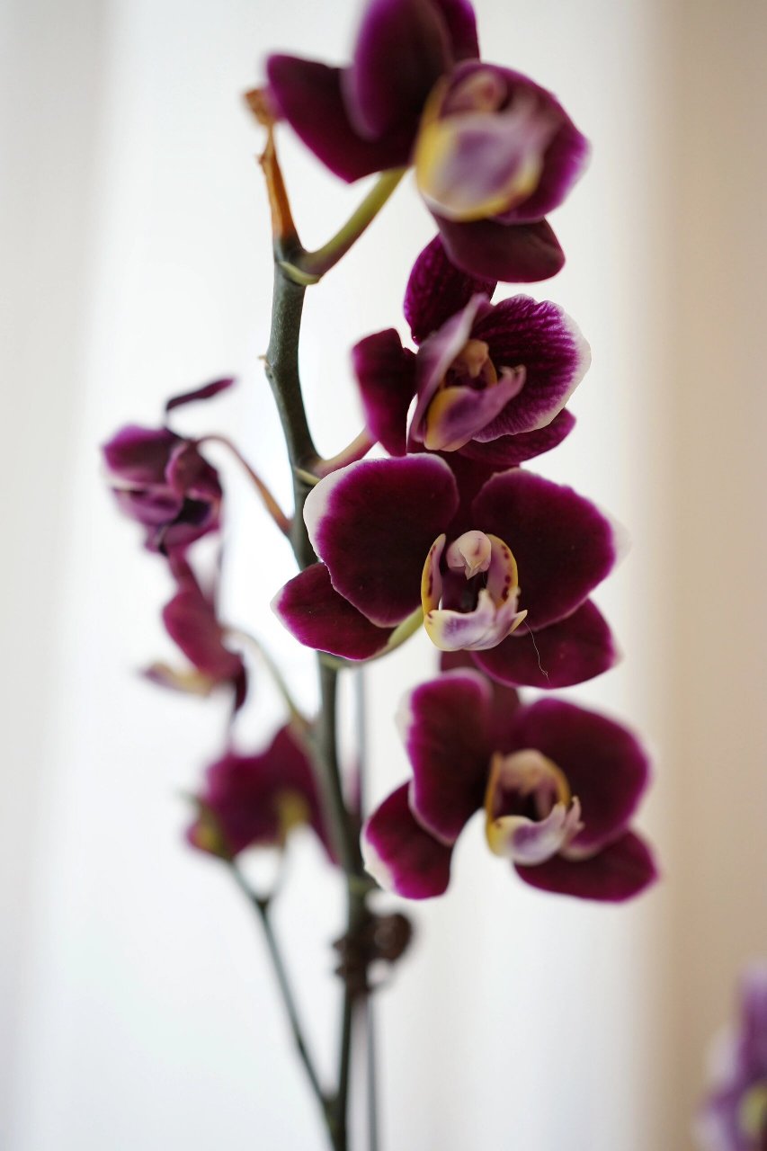 3 巧克力蝴蝶兰 非常可爱的小黑花,小花型蝴蝶兰,蜡质花 花期超长待机