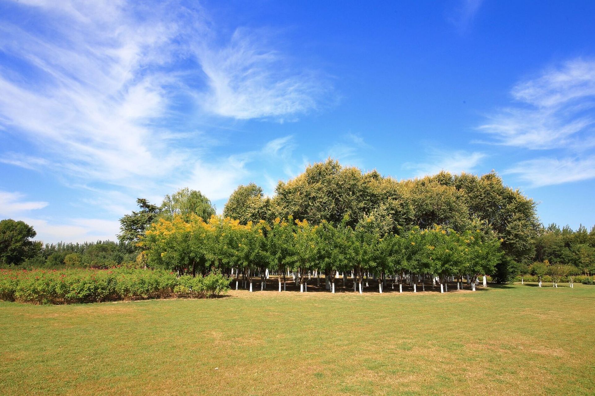 天津津南区免费郊野公园 最近在津南区鄱阳南路发现一个免费的郊野