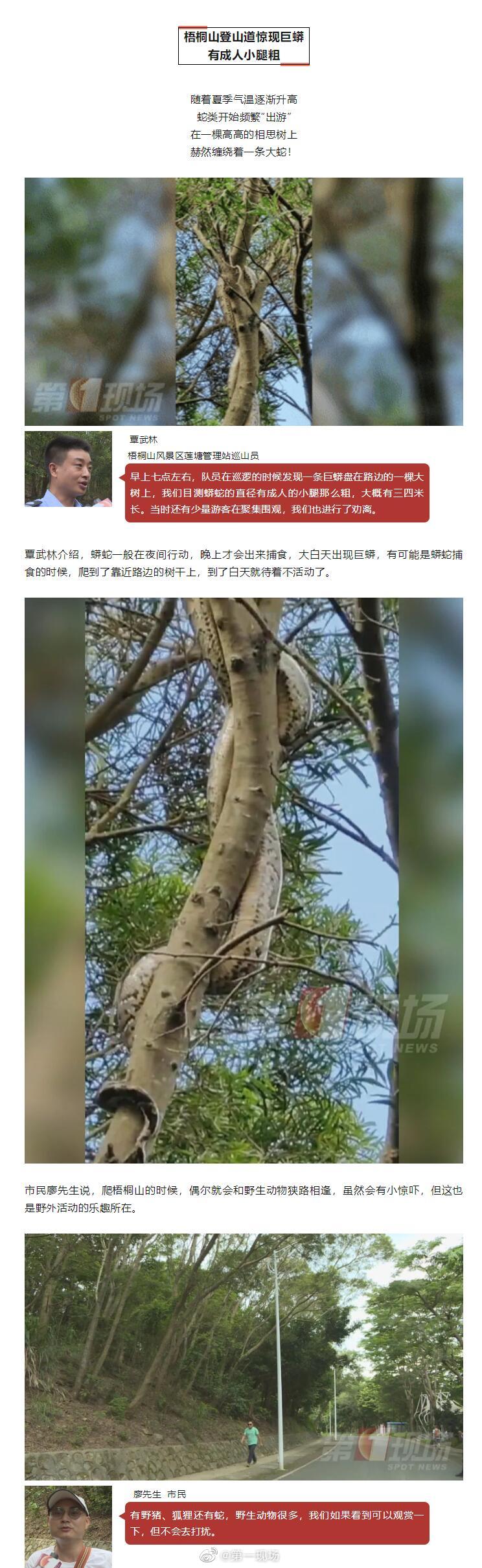 一根树上吊死一条蛇(一根树上吊死一条蛇的电影)