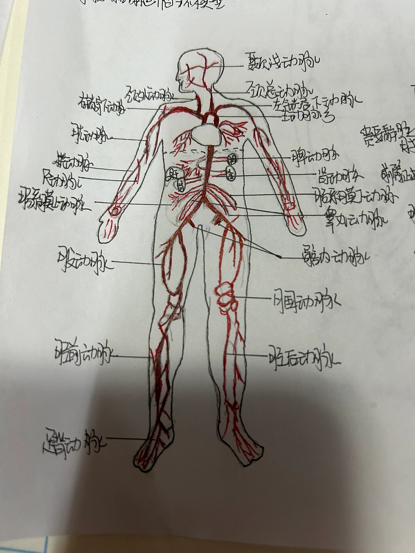 解剖全身动静脉分布手绘图