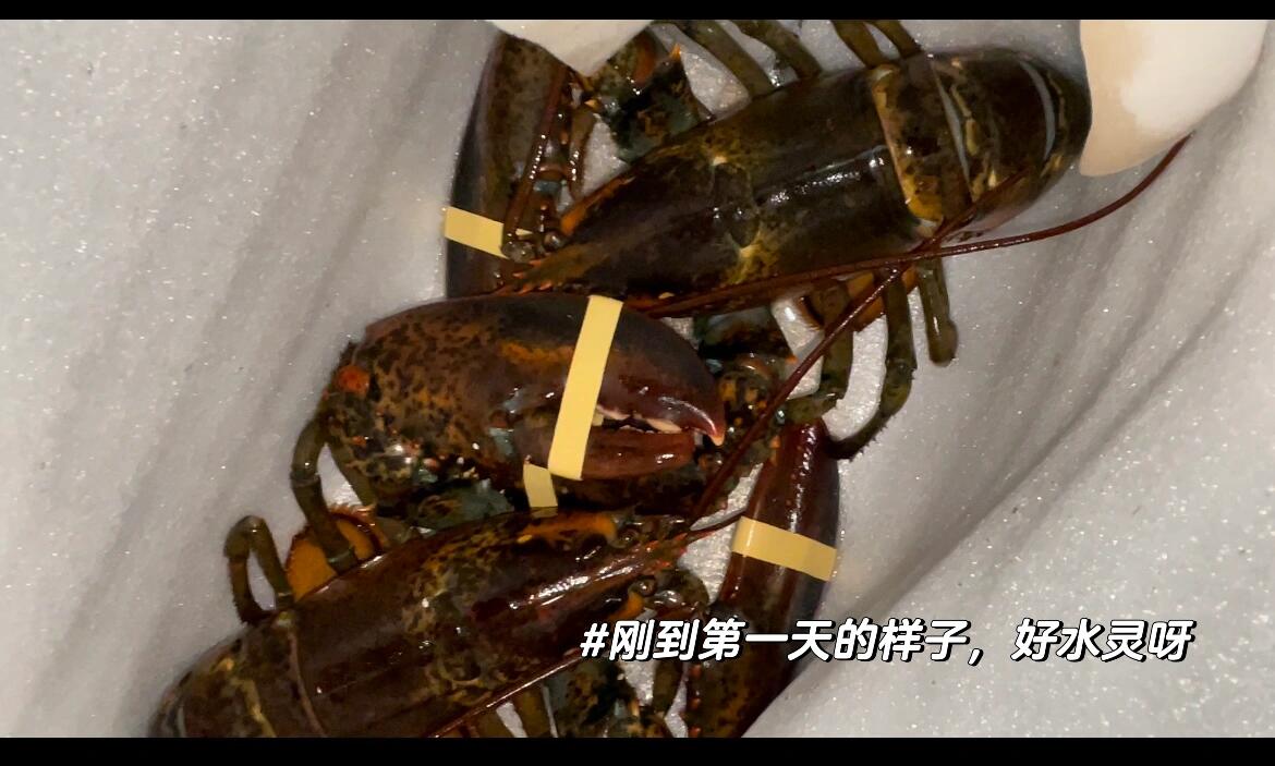 鲜活波士顿龙虾冰箱4天存活挑战