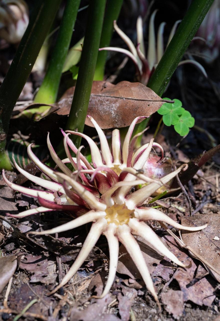 华南植物园春花预告 | 罗甸蜘蛛抱蛋 大概3月份中下旬就可以开花了!