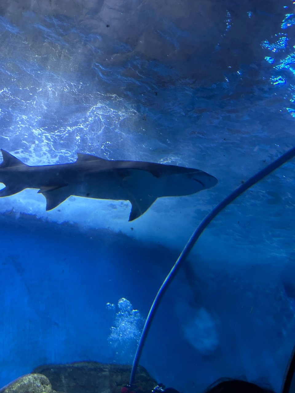 南京海洋馆   企鹅北极狐水塔海狮鲨鱼00