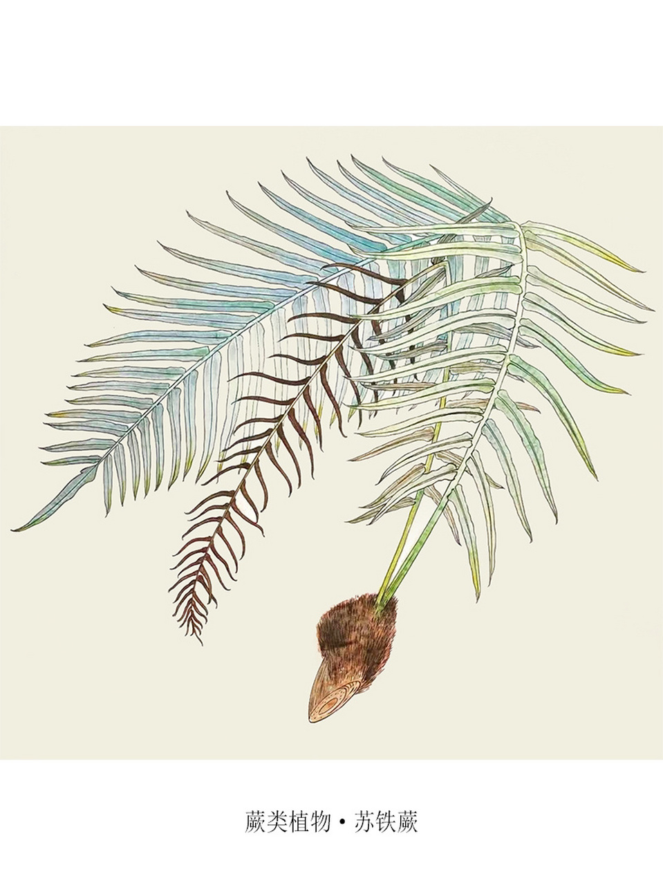 中国重点保护野生植物-006-苏铁蕨 苏铁蕨 brainea insignis (hook.) 