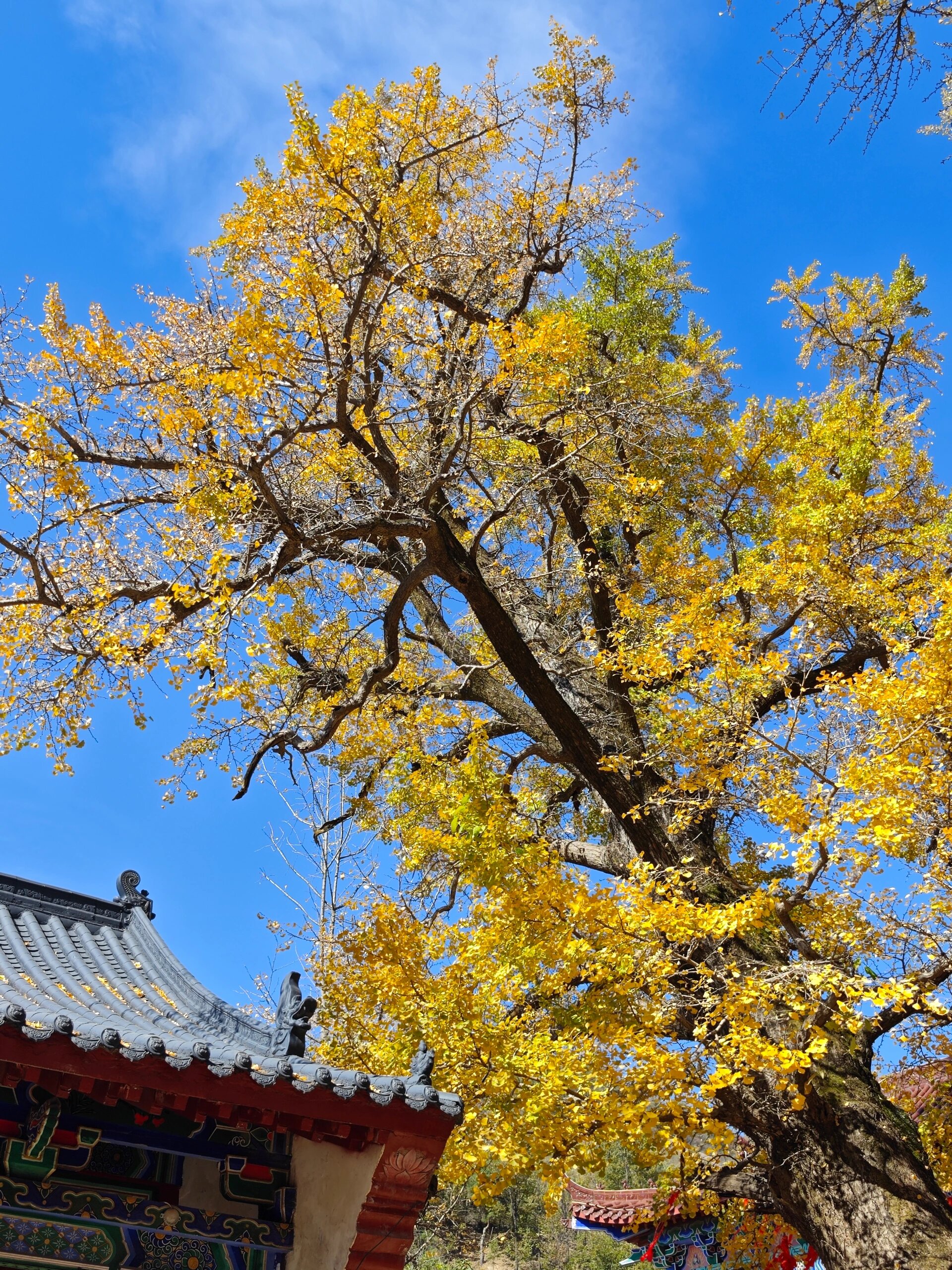 文殊寺银杏树图片