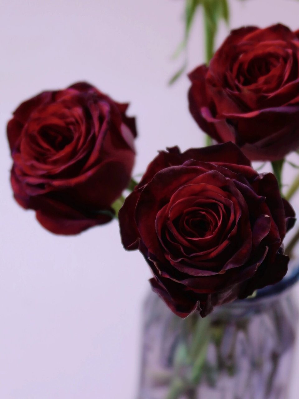 无刺的高级红玫瑰——黑金玫瑰 黑金玫瑰看着十分的贵气高级 外瓣式