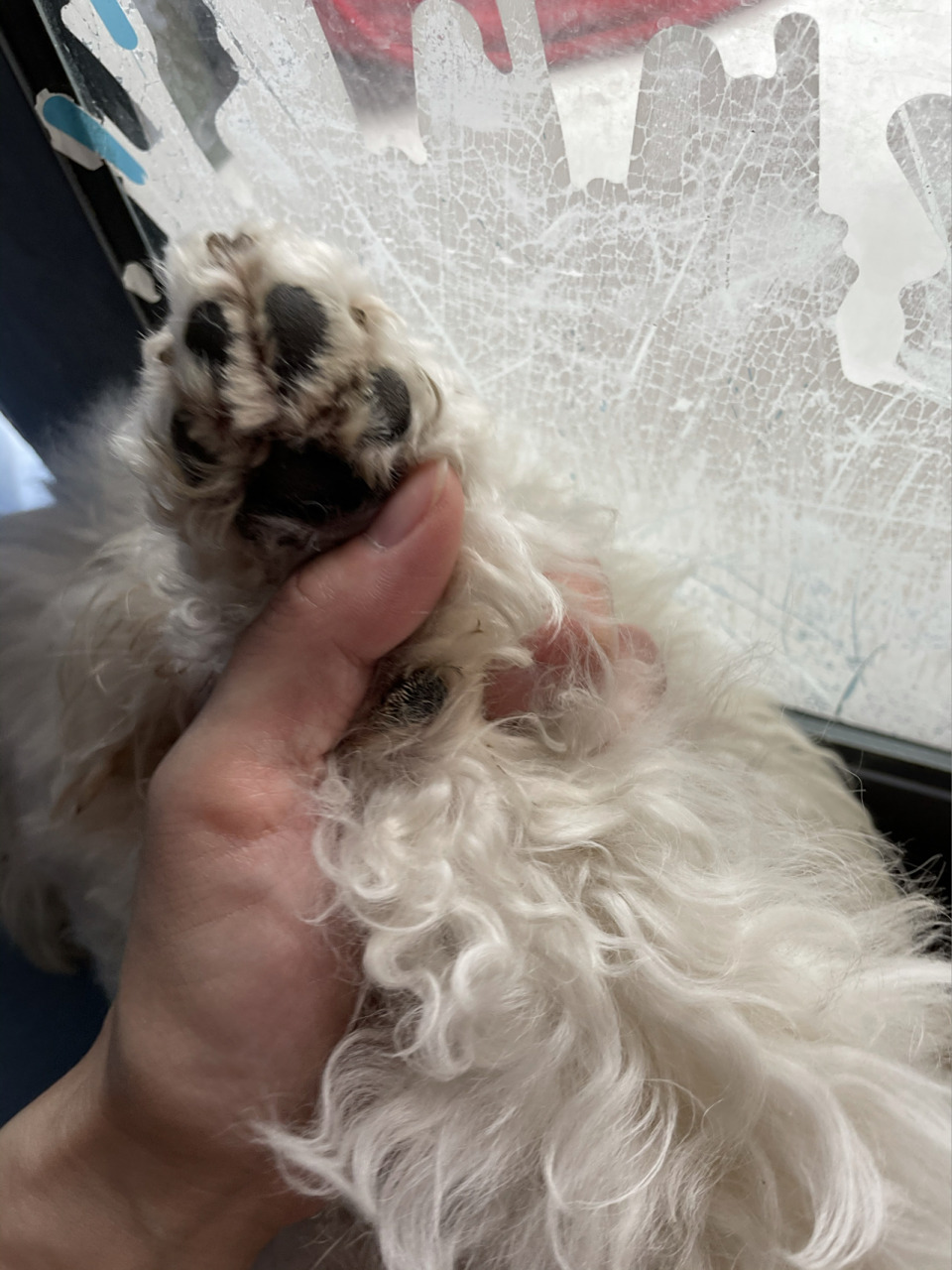 狗狗前爪怎么多了一个黑黑的肉垫啊 养狗都养到14个月了,才发现前爪多