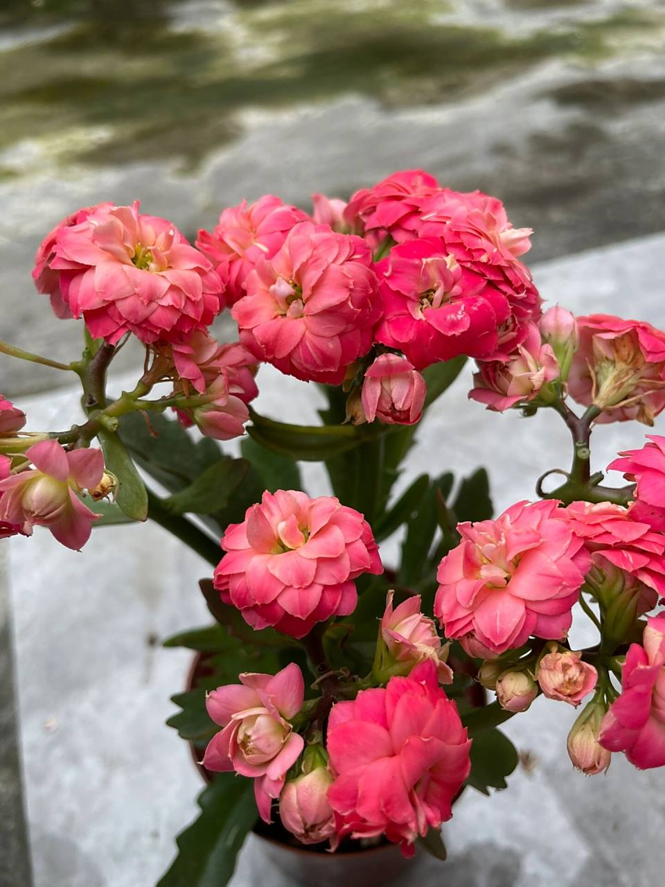 长寿花:独角兽.