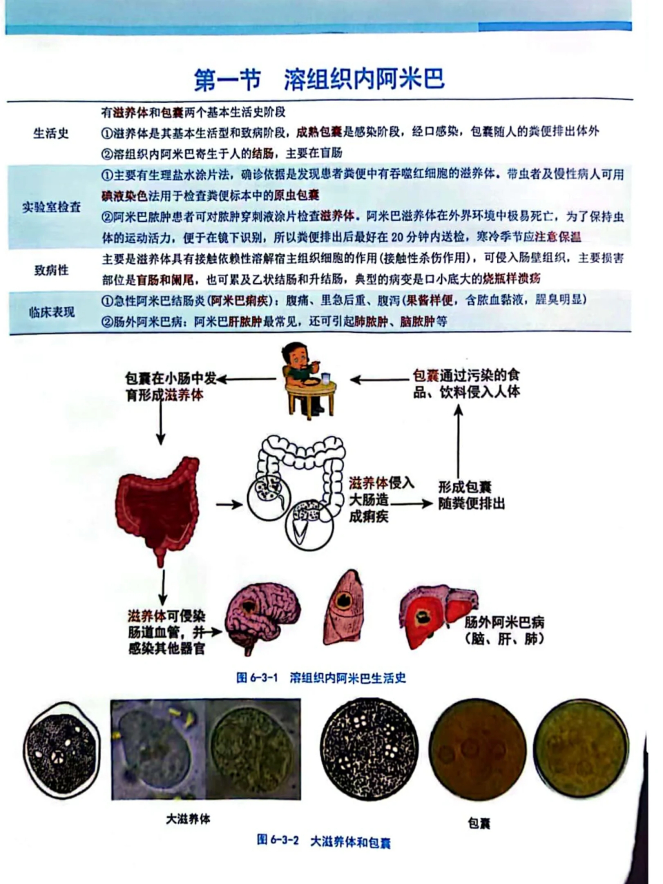 姜片虫感染图片