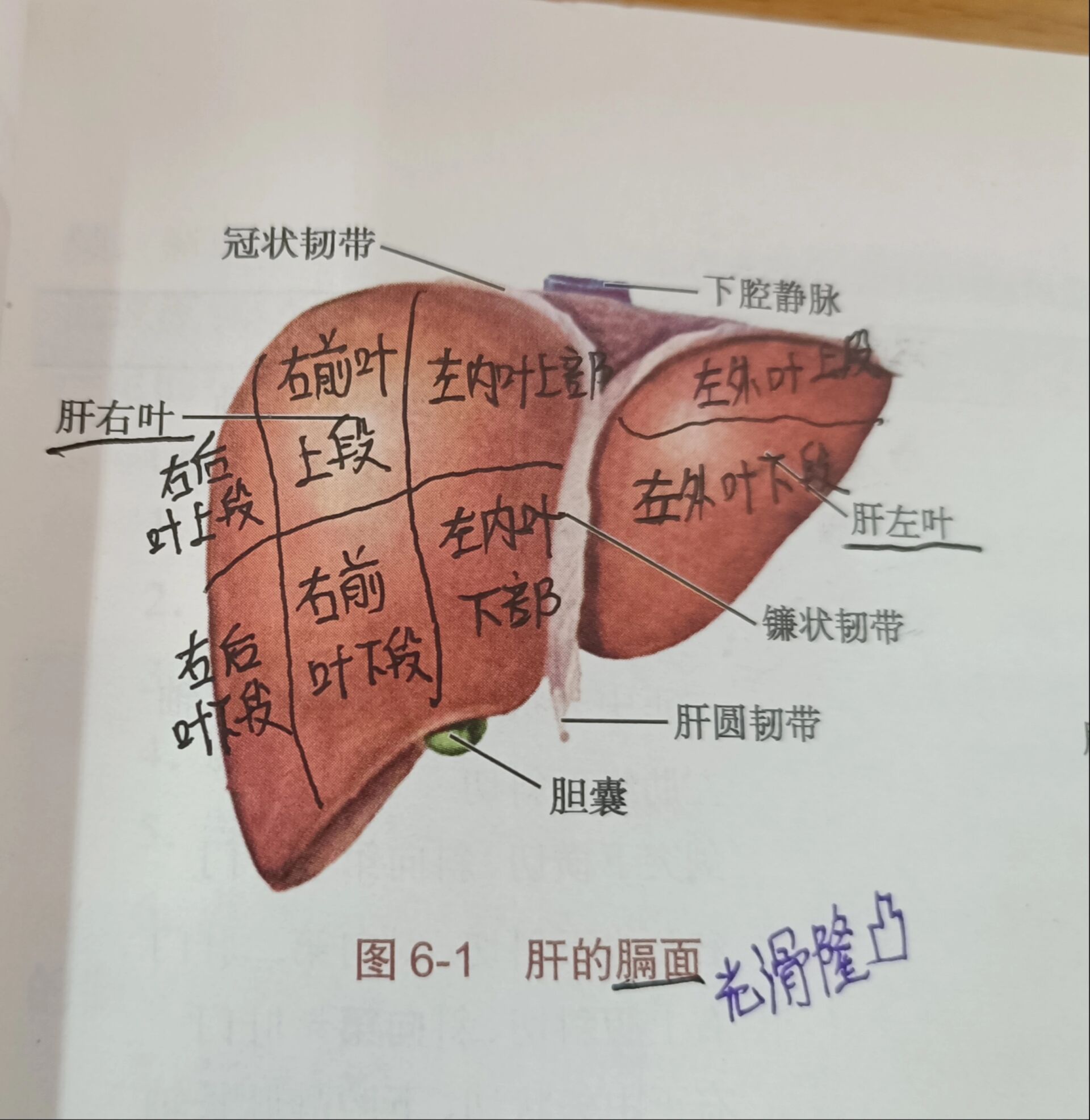 肝叶肝段的划↖️