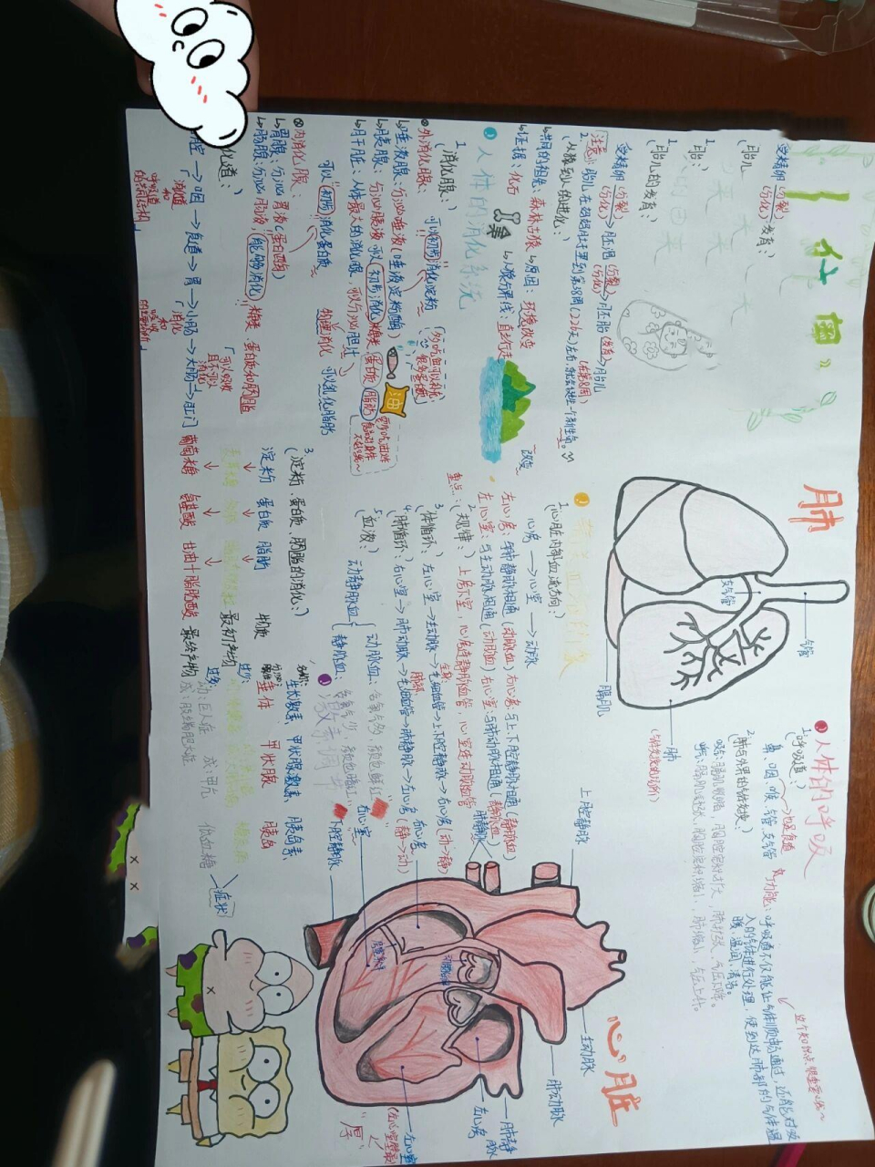 人体奥秘(生物手抄报)    95更新啦!