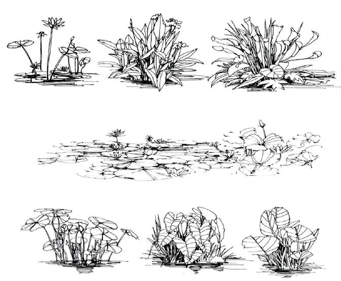 风景园林手绘—植物单体效果图分享