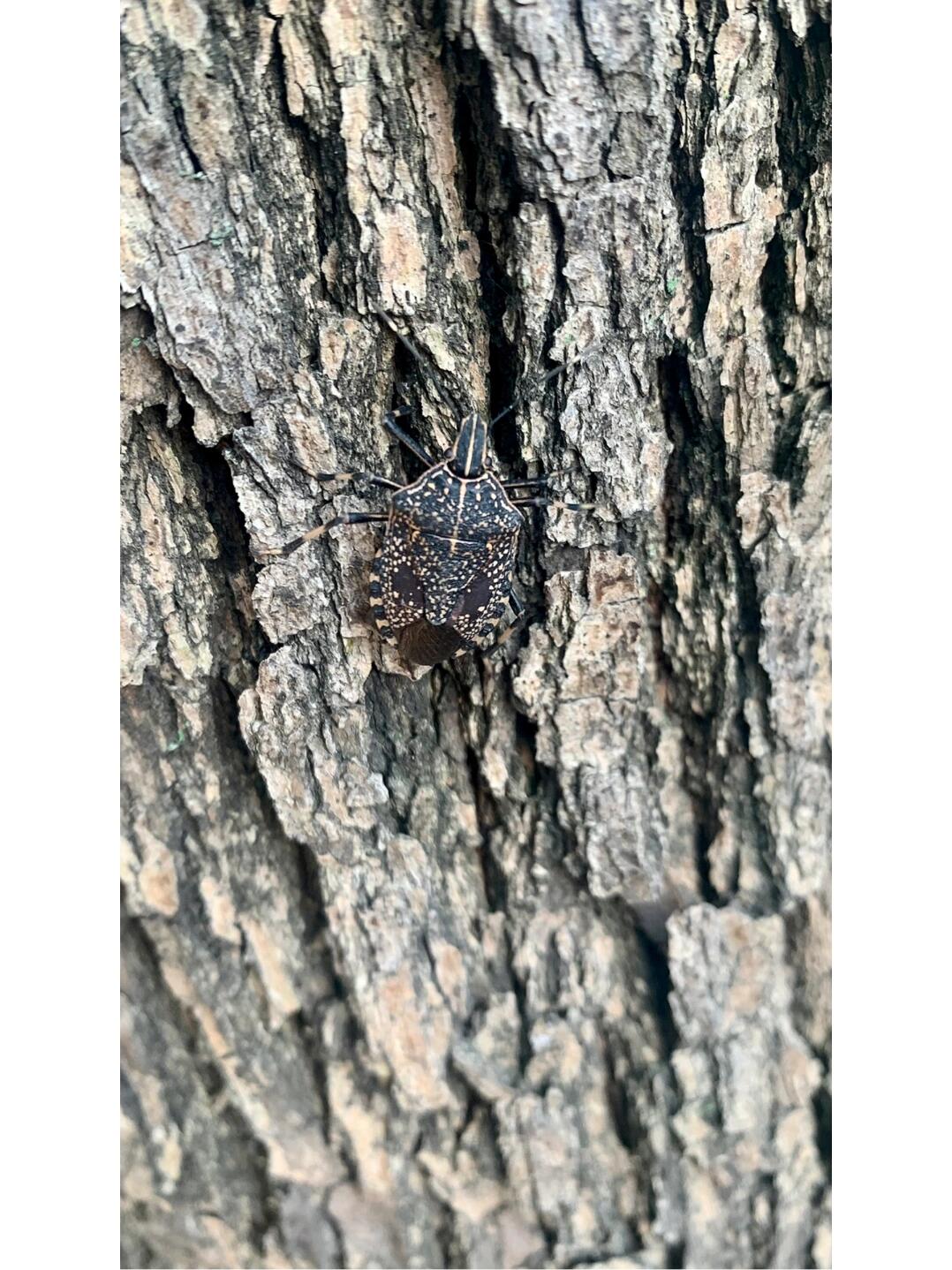 认识这货吗? 虫 麻皮蝽(我们小时候叫它臭虫)