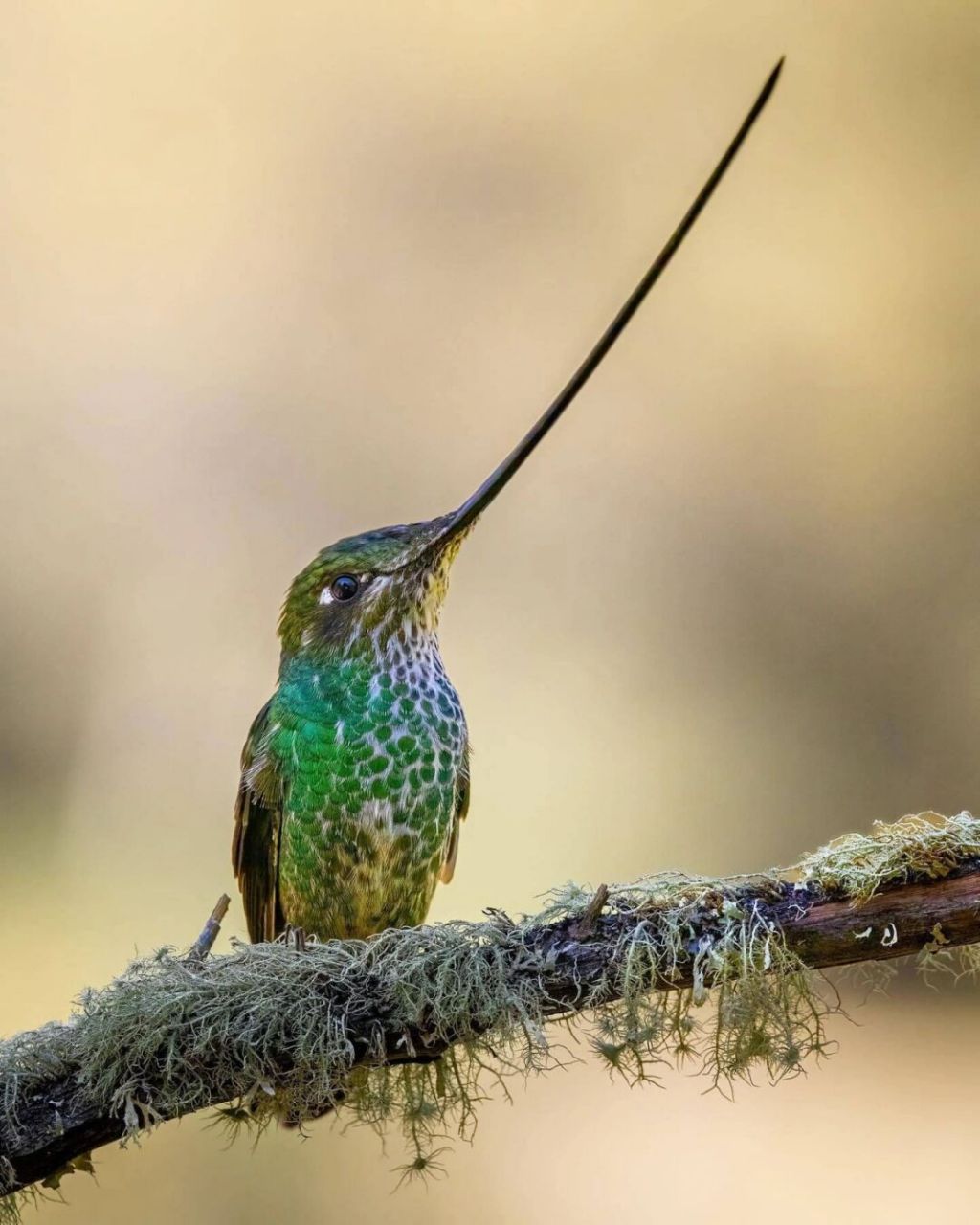 剑嘴蜂鸟是所有鸟类中嘴角最长的鸟 #蜂鸟# #鸟类# #保护动物