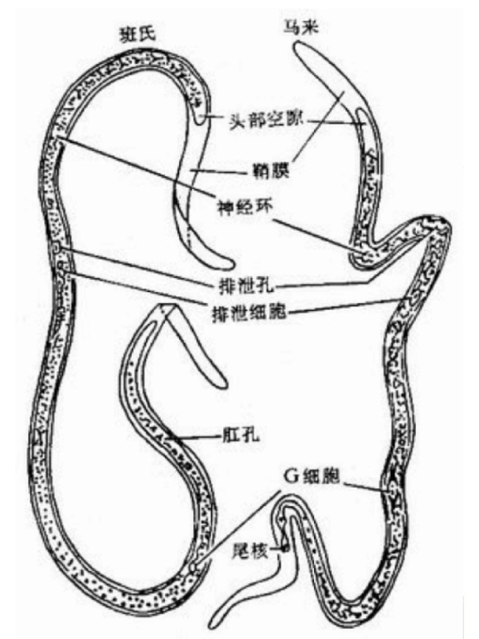 班氏微丝蚴和马来微丝蚴的鉴别 p3班氏微丝蚴 p4马来微丝蚴