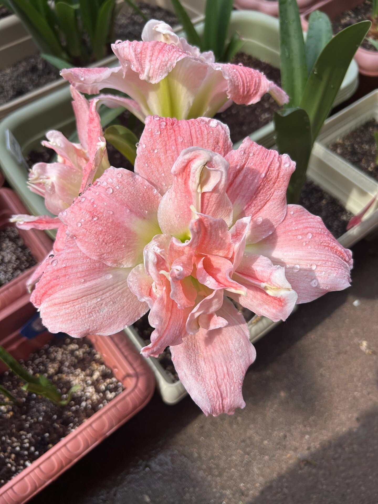 朱顶红～迪卡公主 颜值可以的,初花,复花会更好看!