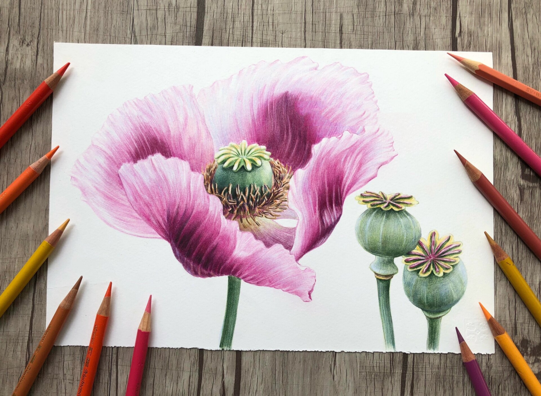 彩铅罂粟花!7815 彩铅罂粟花!