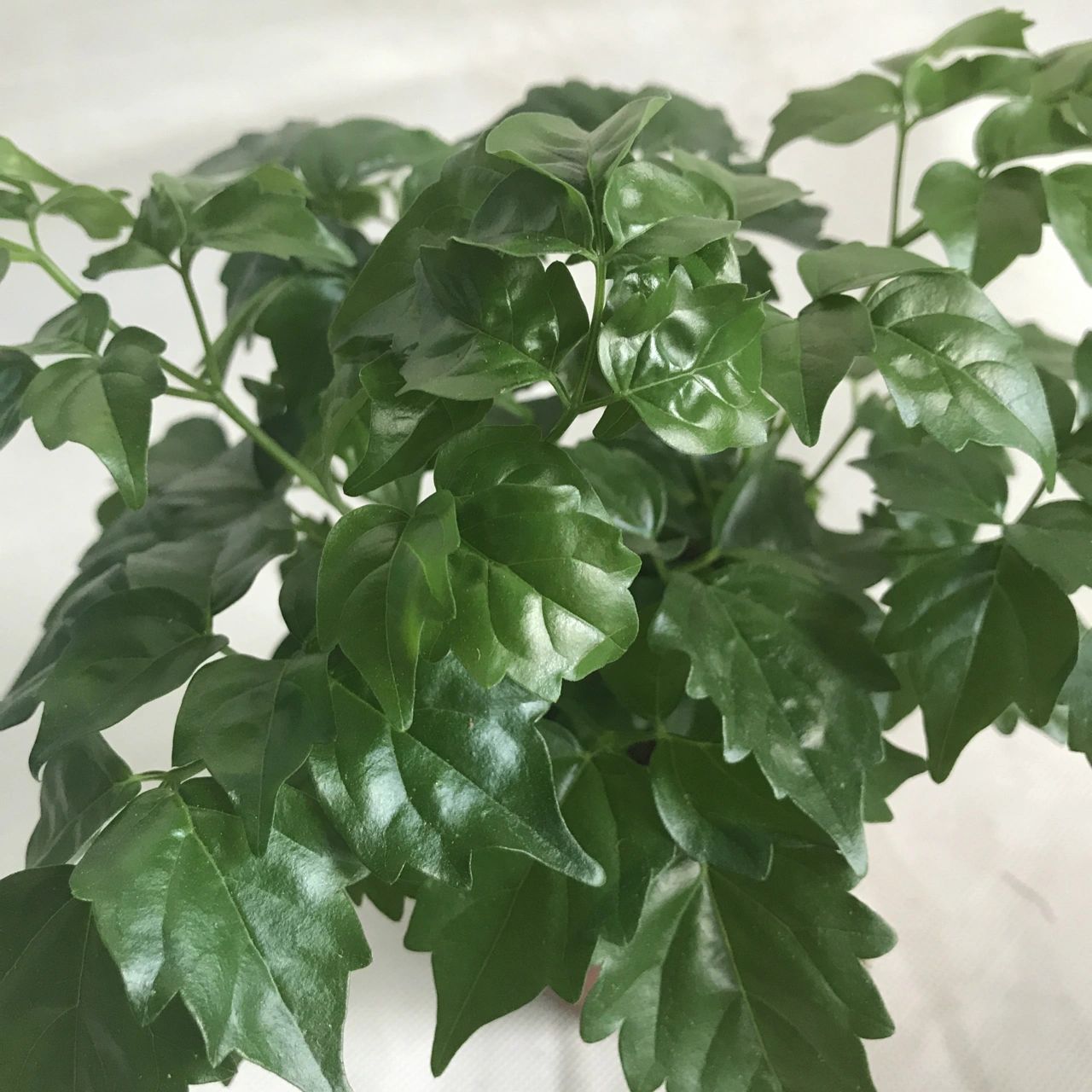 幸福树掉叶子是怎么回事 幸福树是一种喜光植物,比较耐阴,不过有光