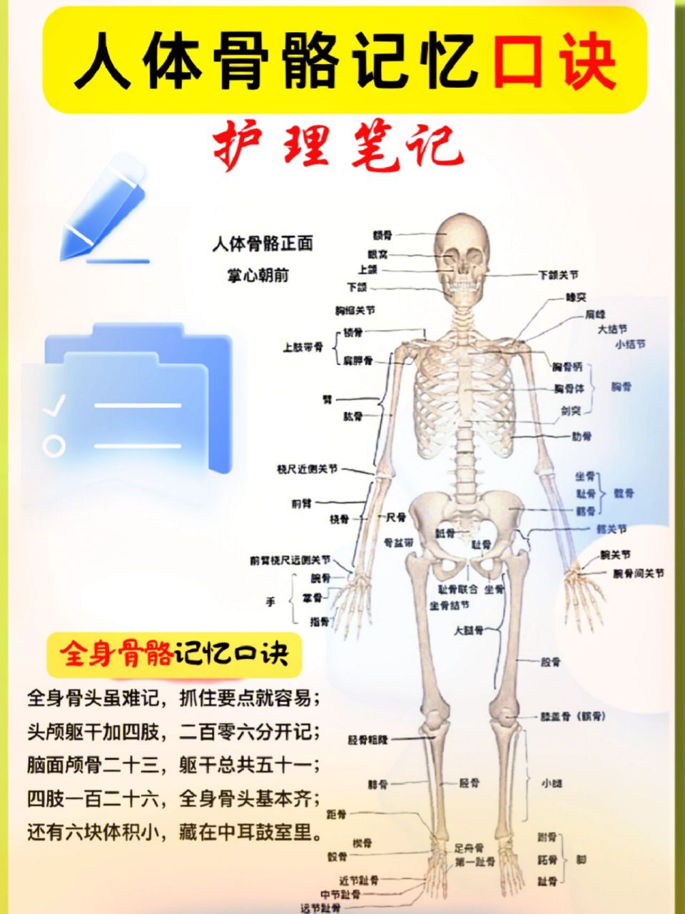 06人体骨骼记忆口诀6015 脊柱形态口诀9393 前观脊柱有特点