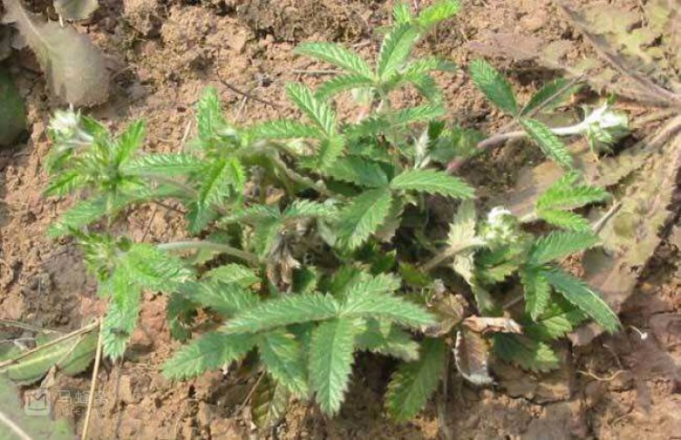 鸡腿草——翻白草