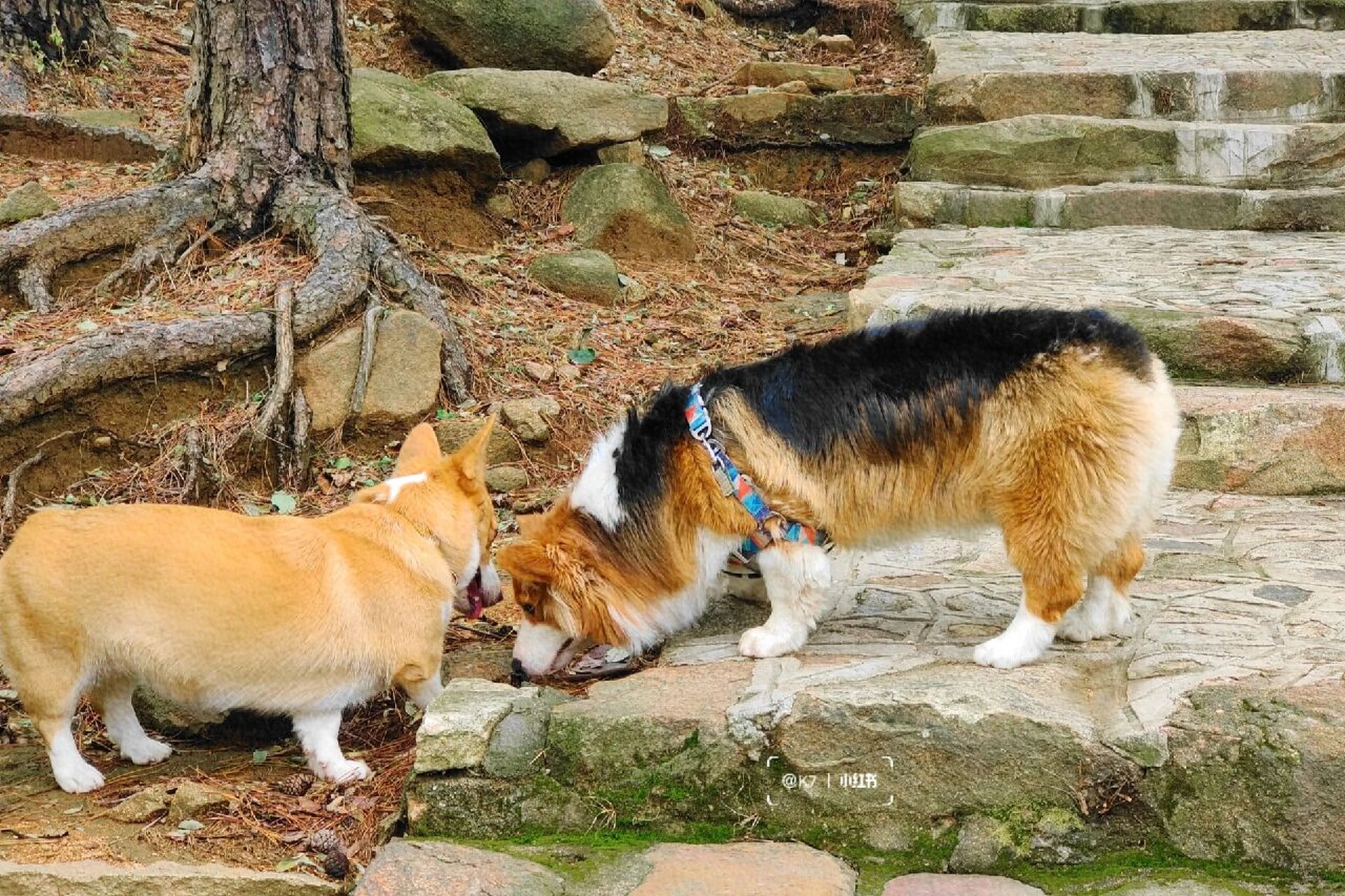 徂徕山一日游 闲来无事带着两只小狗去徂徕山玩,一场秋雨一场寒一定要